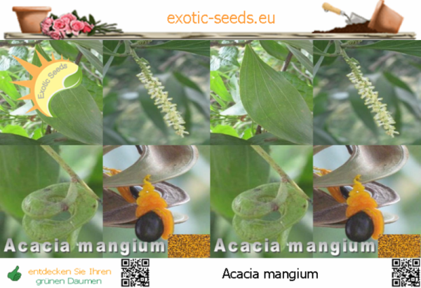 Acacia mangium, Forest Mangrove, Silk Leaf Acacia